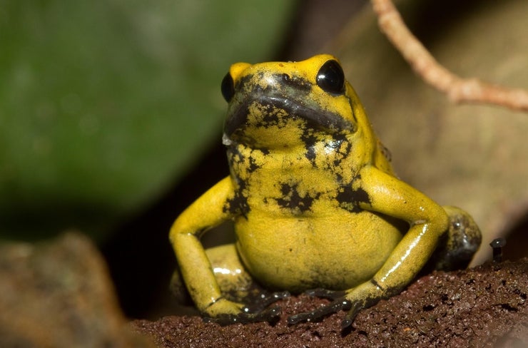 poison frog