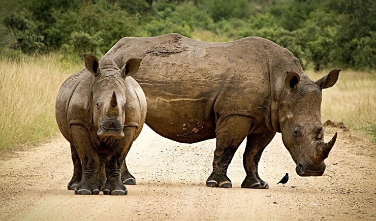 rhinoceros