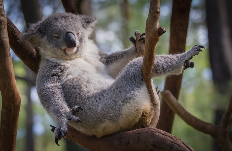 Koala Waking Up