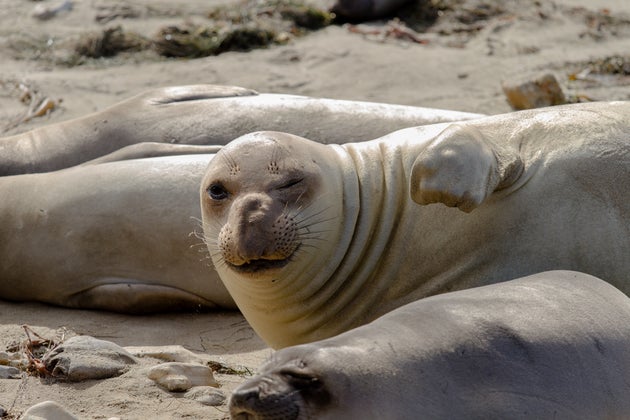 winking seal