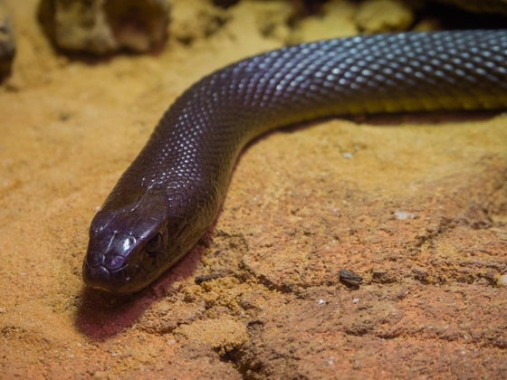 western taipan snake