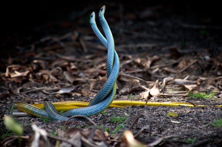 Two Wrapped Blue Snakes