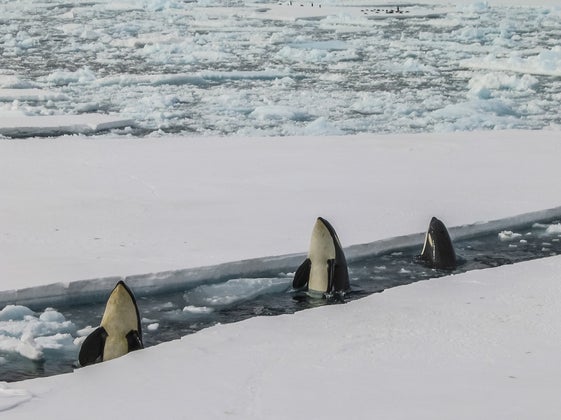 Killer Whales Synchronized Swimming