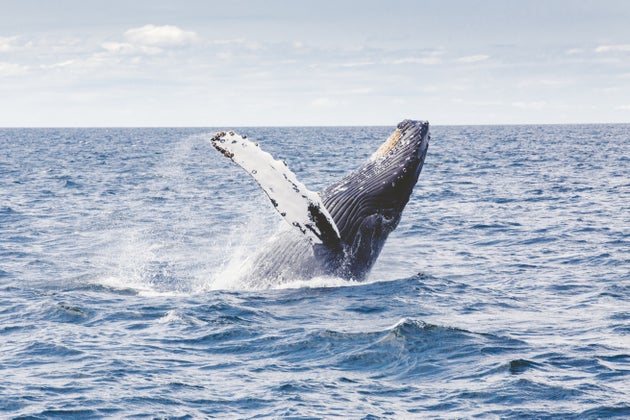 backflipping whale