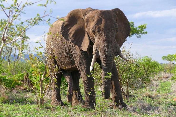african elephant