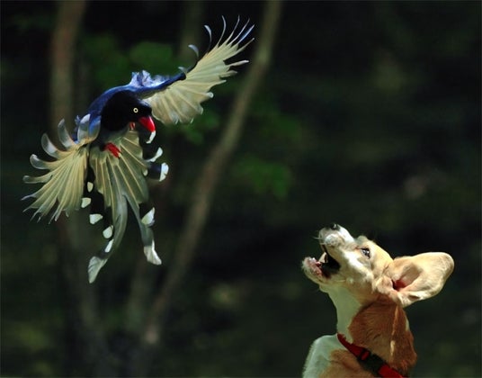 Magpie and Puppy Fight