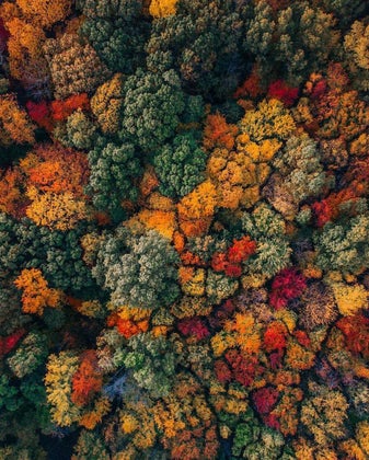 fallfoliage