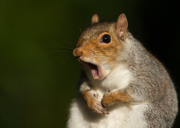 shocked squirrel