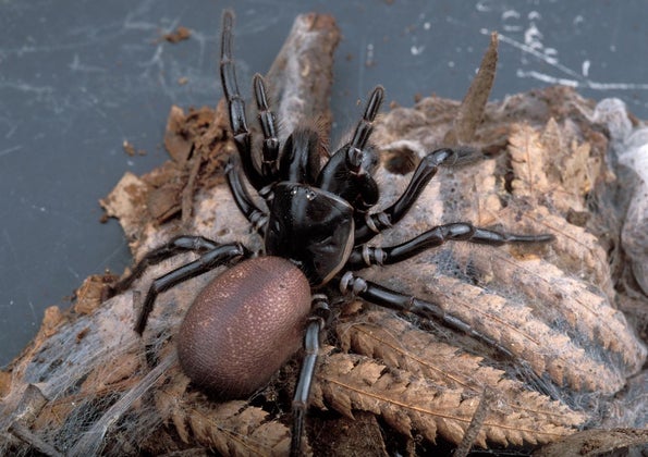 australian funnel-web spider