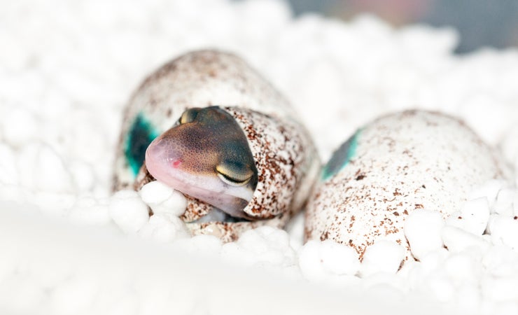 Gecko Hatching