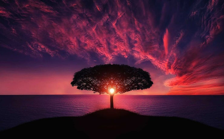 Tree and Sunset