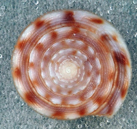 cone snail