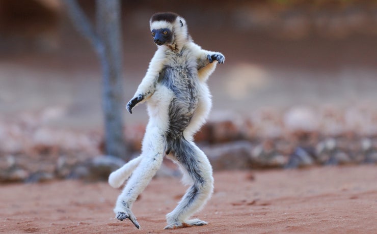 dancing lemur