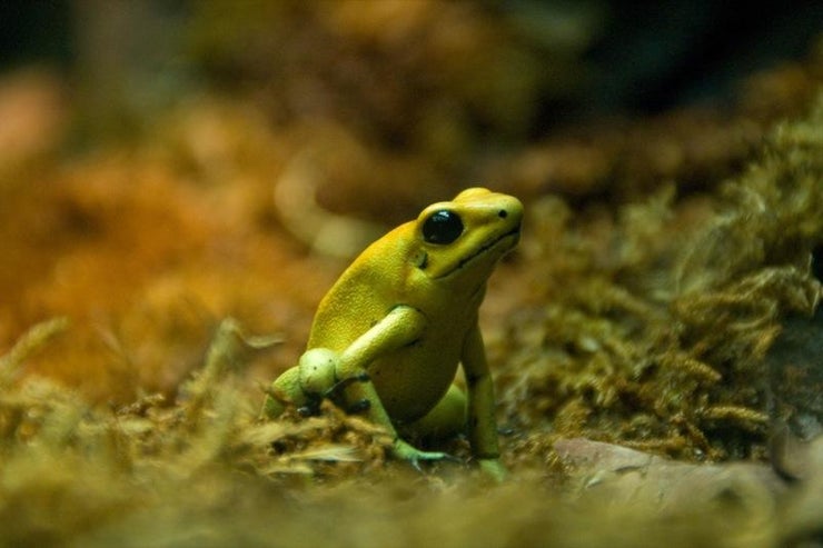 golden poison frog