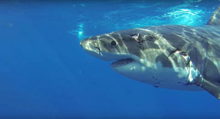 great white shark