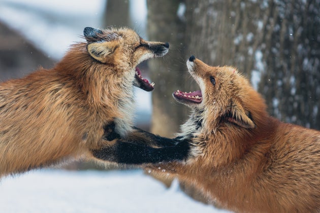 Two Foxes Fighting