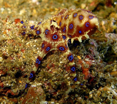 blue-ringed octopus