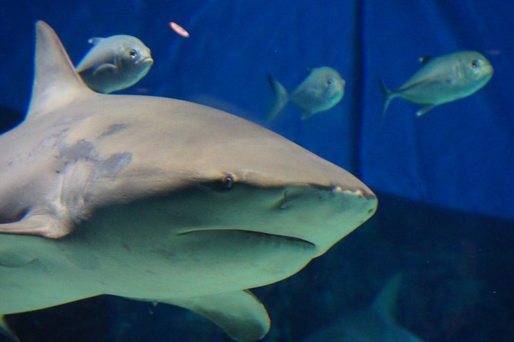 bull shark