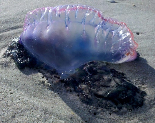 portuguese man o-war