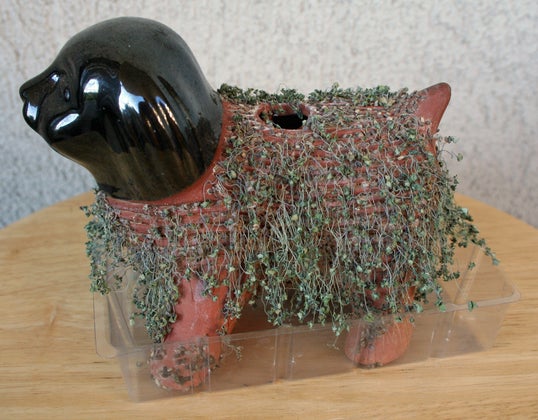 Growing Chia Seeds on a Figurine