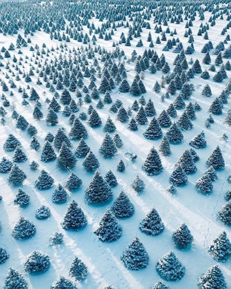 christmastrees