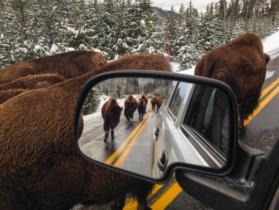 Bison Traffic Jam