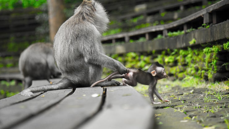 Long-tailed Macaque Mom With Troublemaker Baby