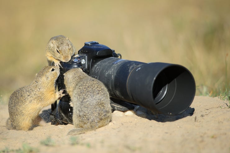 Squirrels checking out a camera