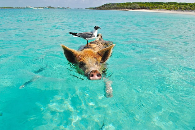 Bird Riding Swimming Pig