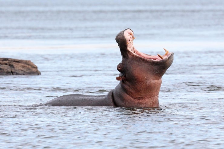 hippo