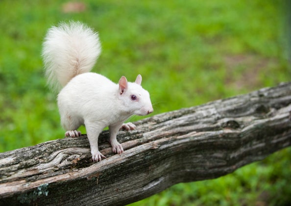 whitesquirrel