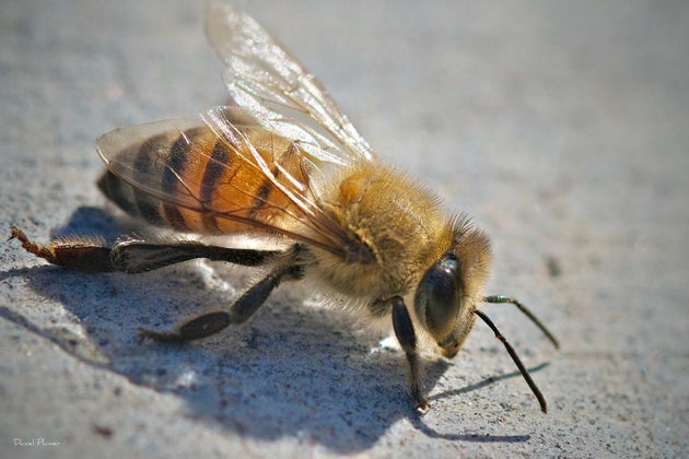 african bee