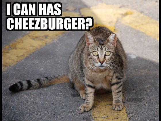 I can has cheezburger