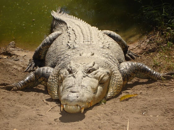 crcodile