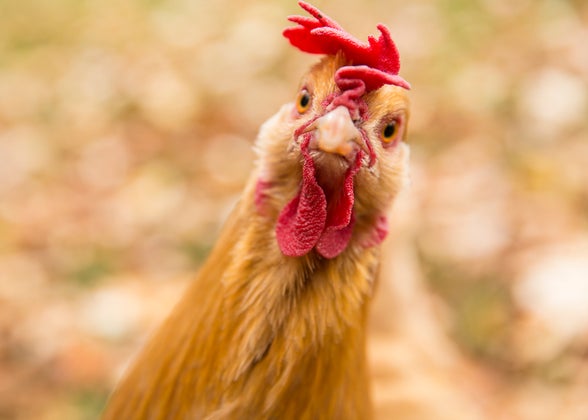 Selling Chicken in Bulk