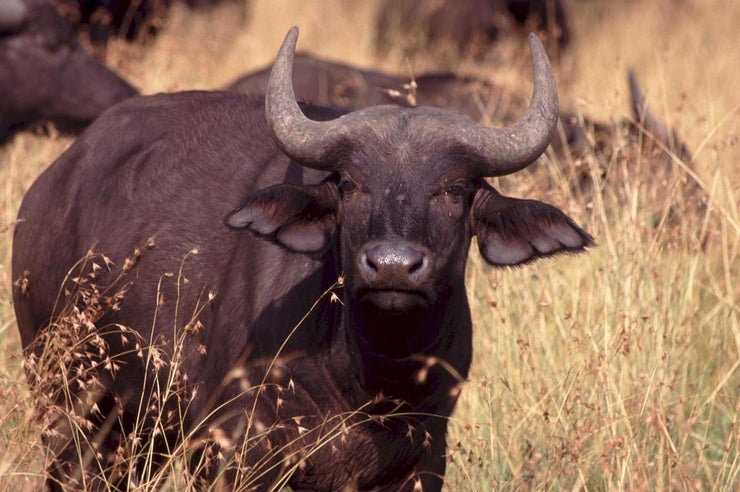cape buffalo