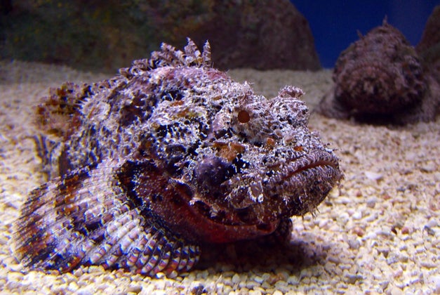 stonefish