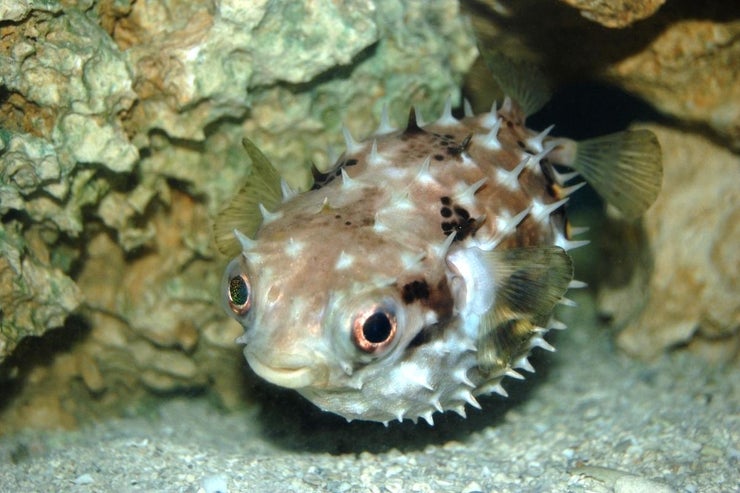 pufferfish