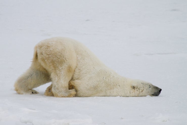 Silly Polar Bear