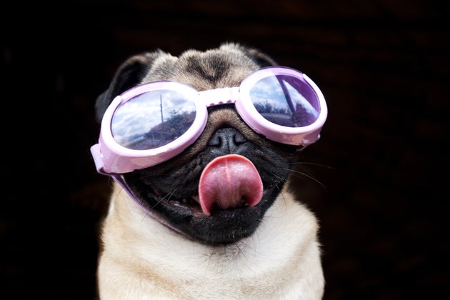 Inventing Dog Goggles