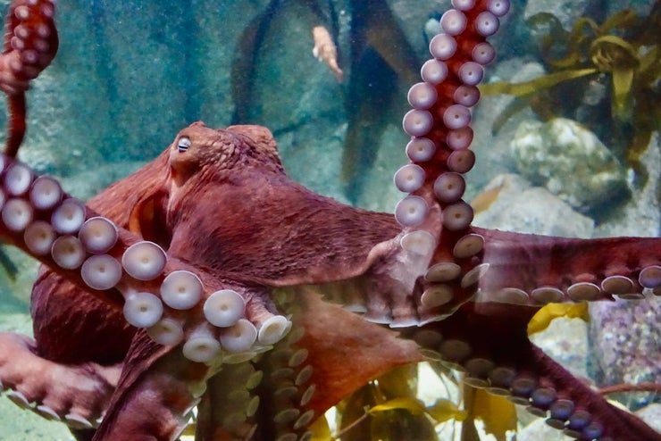 giant pacific octopus