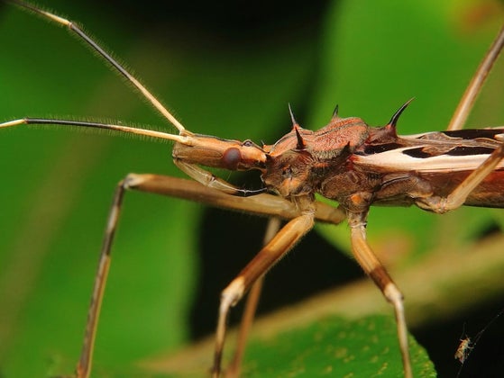 assassin bug
