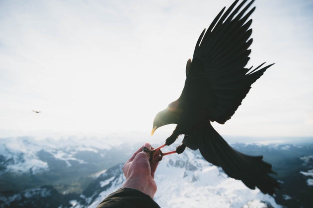 big black crow landing on hand on mountain