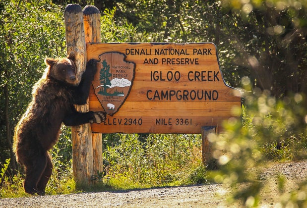 Bear in Front of Park Sign