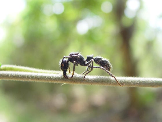 bullet ant