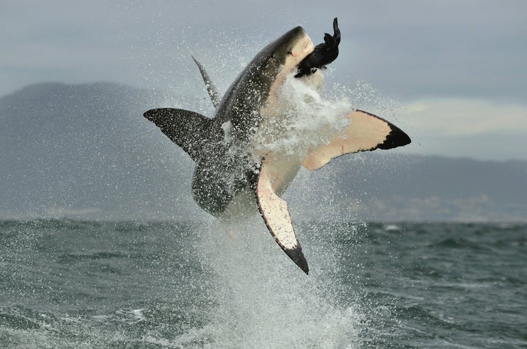 Great White shark jumping and eating