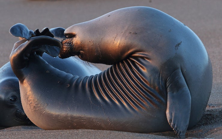 Seal in a yoga pose