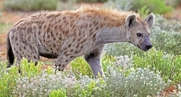 spotted hyena