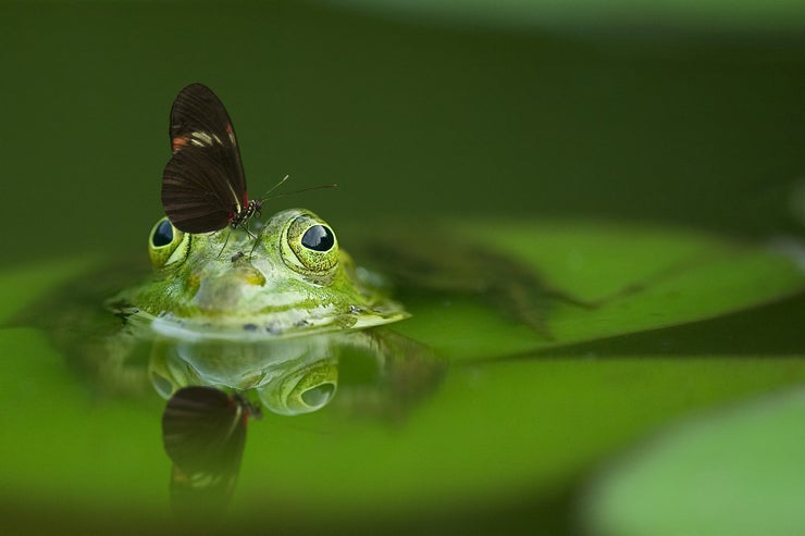 Butterfly Plops on Frog