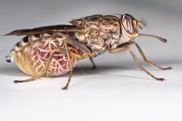 tsetse fly